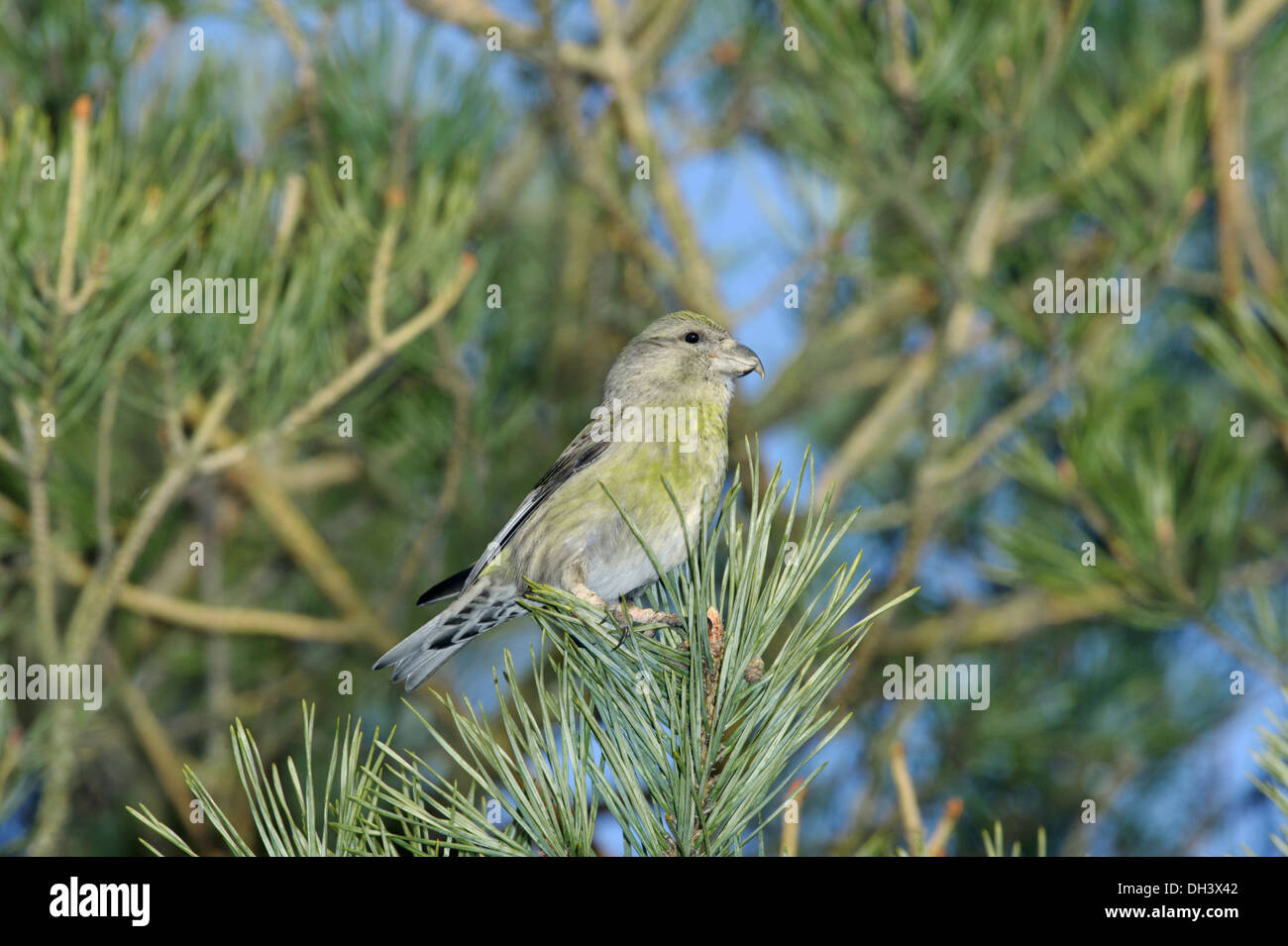 Bec-croisé des sapins Loxia curvirostra commun Banque D'Images