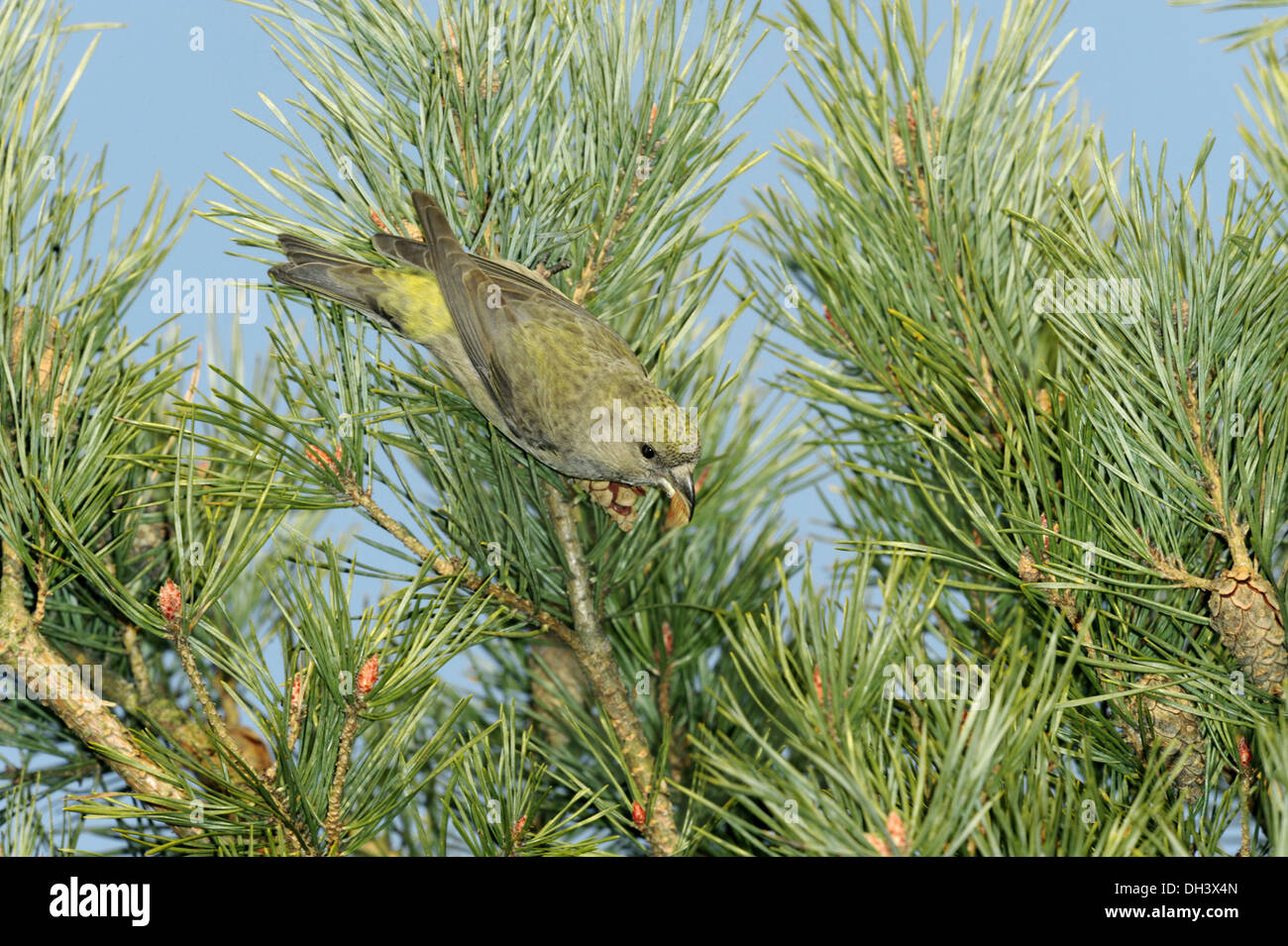 Bec-croisé des sapins Loxia curvirostra commun Banque D'Images