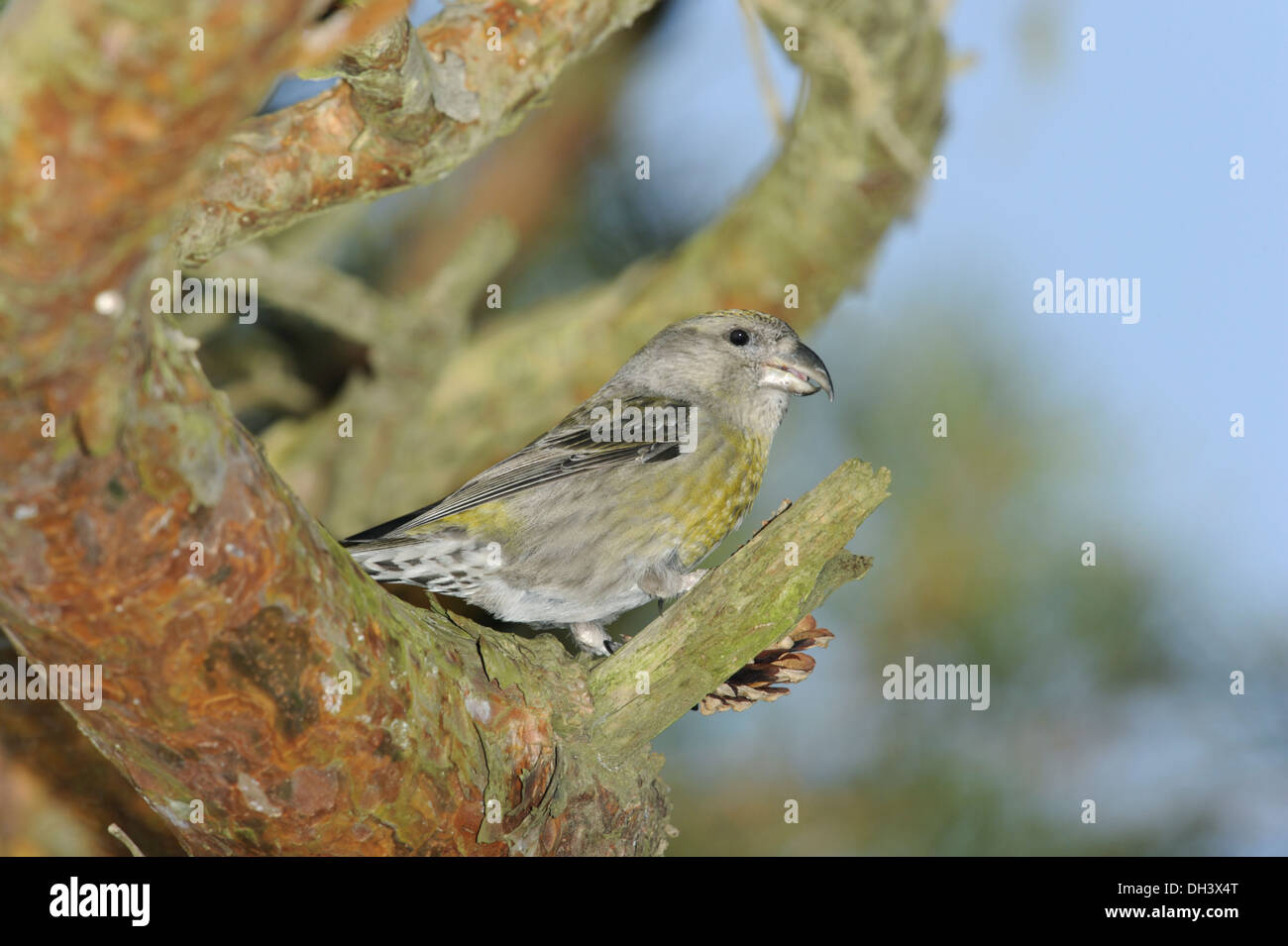 Bec-croisé des sapins Loxia curvirostra commun Banque D'Images