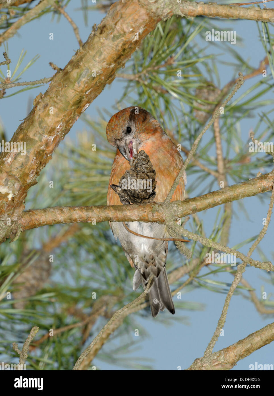 Bec-croisé des sapins Loxia curvirostra commun Banque D'Images
