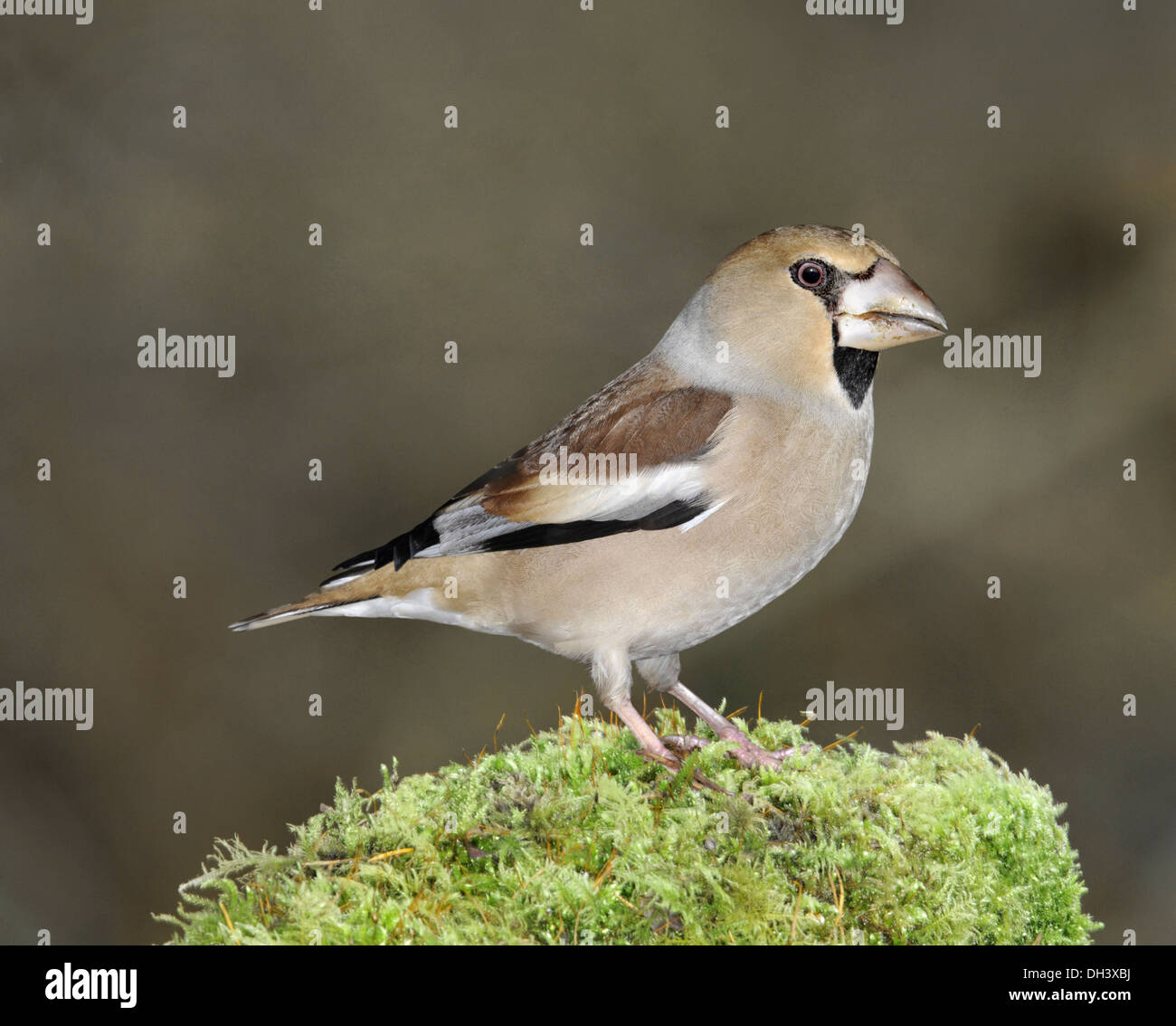 Coccothraustes coccothraustes Hawfinch Banque D'Images