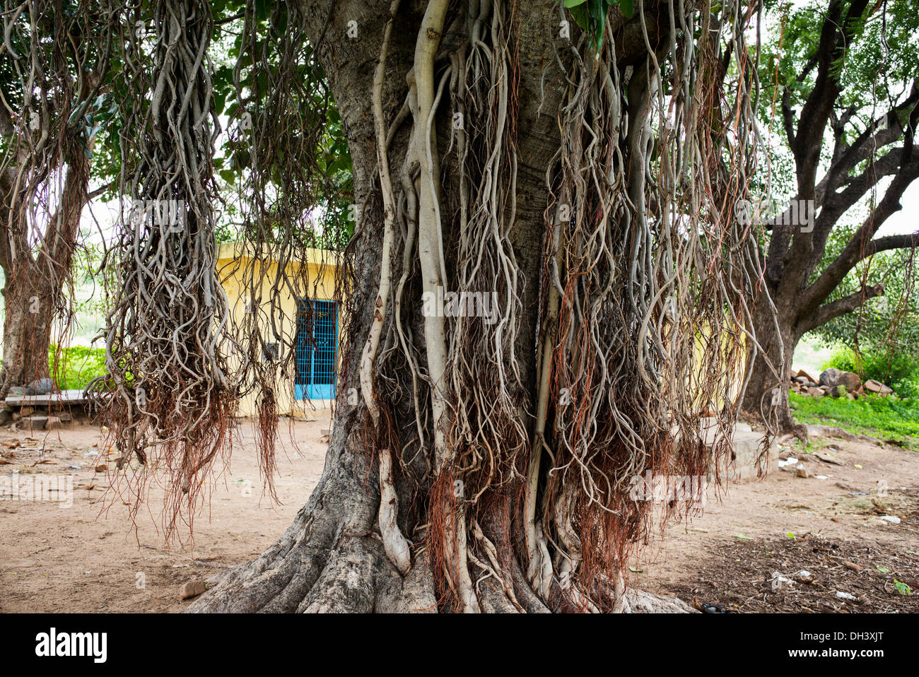 Ficus benghalensis. Indian Banyan Tree avec des racines aériennes. L'Inde Banque D'Images