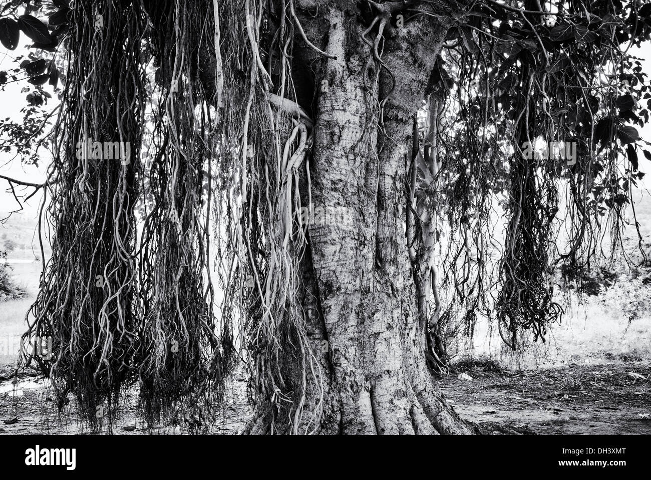 Ficus benghalensis. Les racines aériennes d'un Indien Banyan Tree. Monochrome Banque D'Images