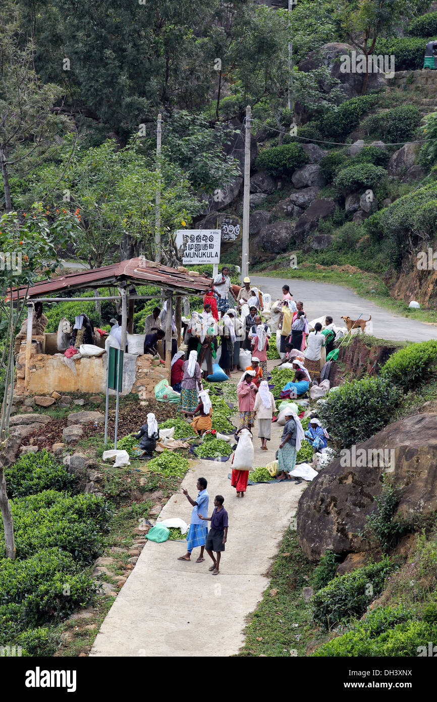 Les cueilleurs de thé femelles se rassemblent pour un temps de collecte à plantation dans les hautes terres du Sri Lanka Banque D'Images