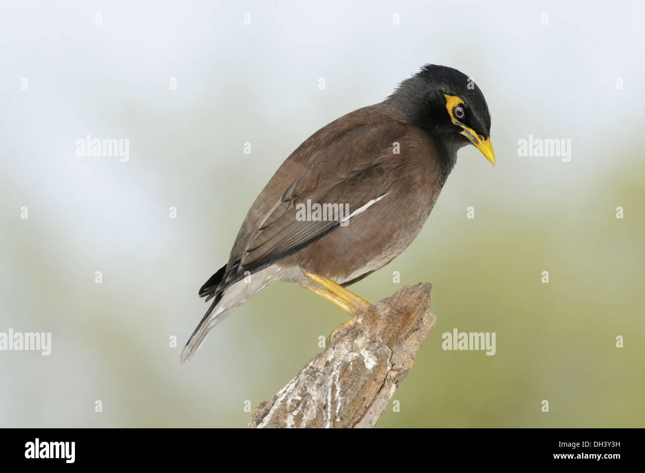 Common Myna Acridotheres tristis - Banque D'Images