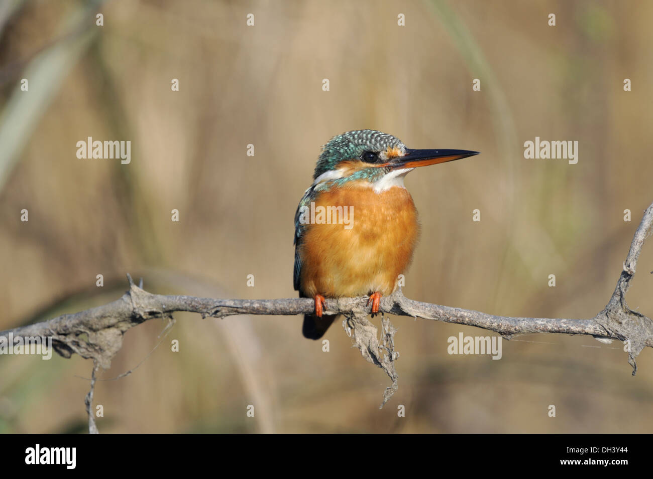 Kingfisher Alcedo atthis Banque D'Images