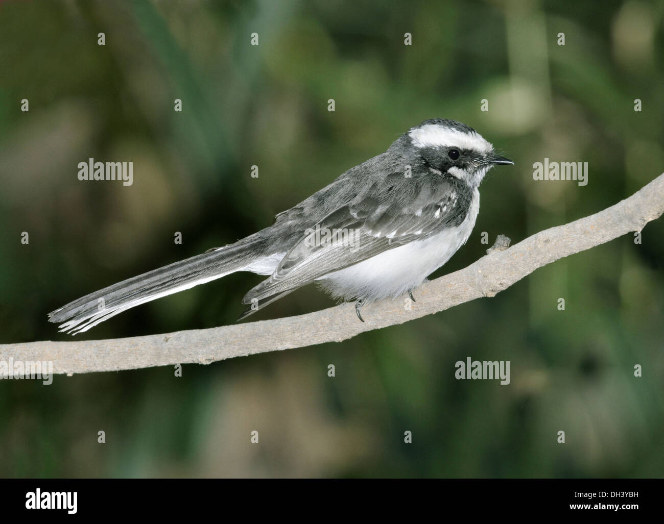 White-browed Fantail - Rhipidura aureola Banque D'Images