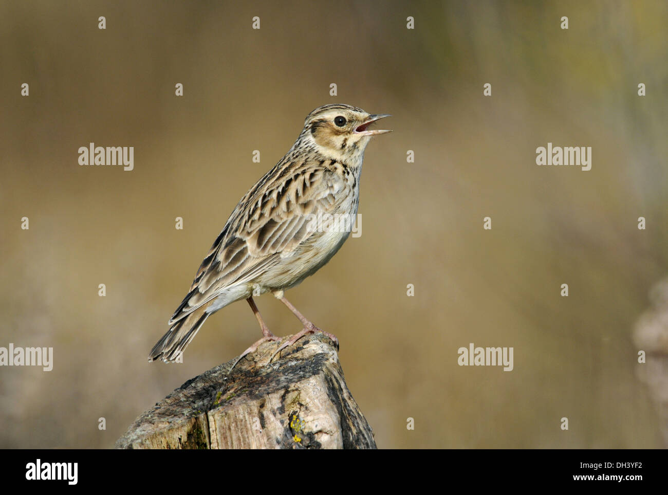 Lullula arborea Woodlark Banque D'Images