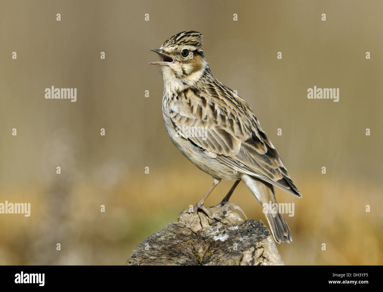 Lullula arborea Woodlark Banque D'Images