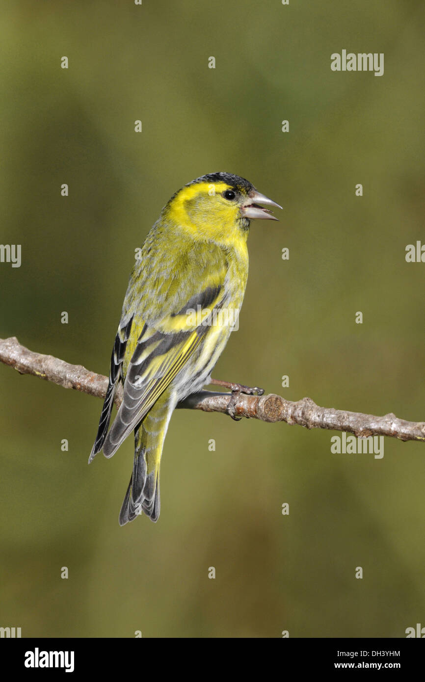 Siskin Carduelis spinus Banque D'Images