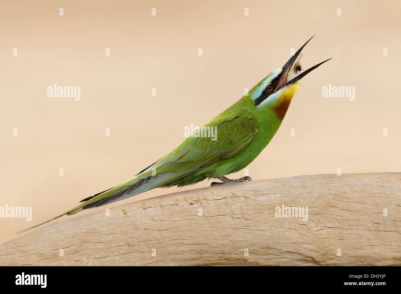 Blue-cheeked Bee-eater - Merops persicus Banque D'Images