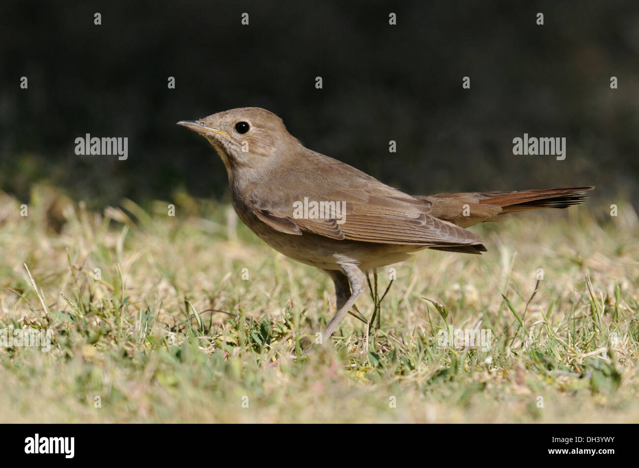 - Luscinia luscinia Thrush Nightingale Banque D'Images