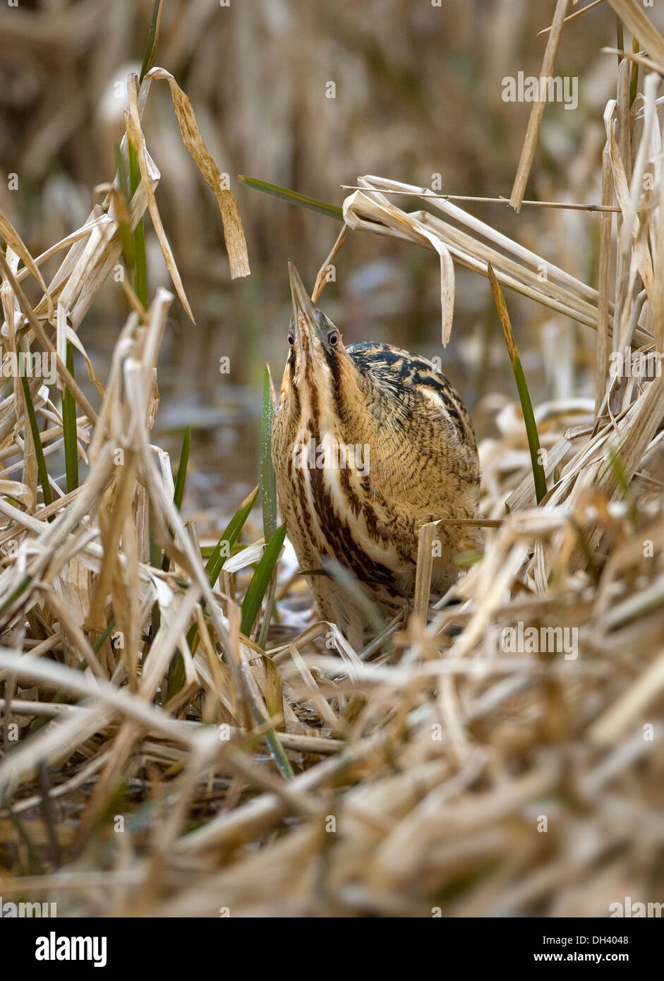 Bittern Botaurus stellaris Banque D'Images