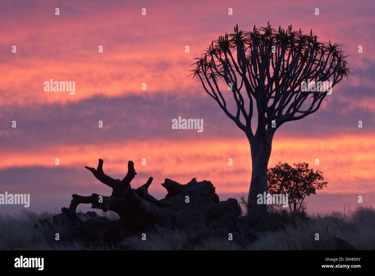 Quivertree dans un coucher de soleil Banque D'Images Quivertree dans un coucher de soleil Banque D'Images