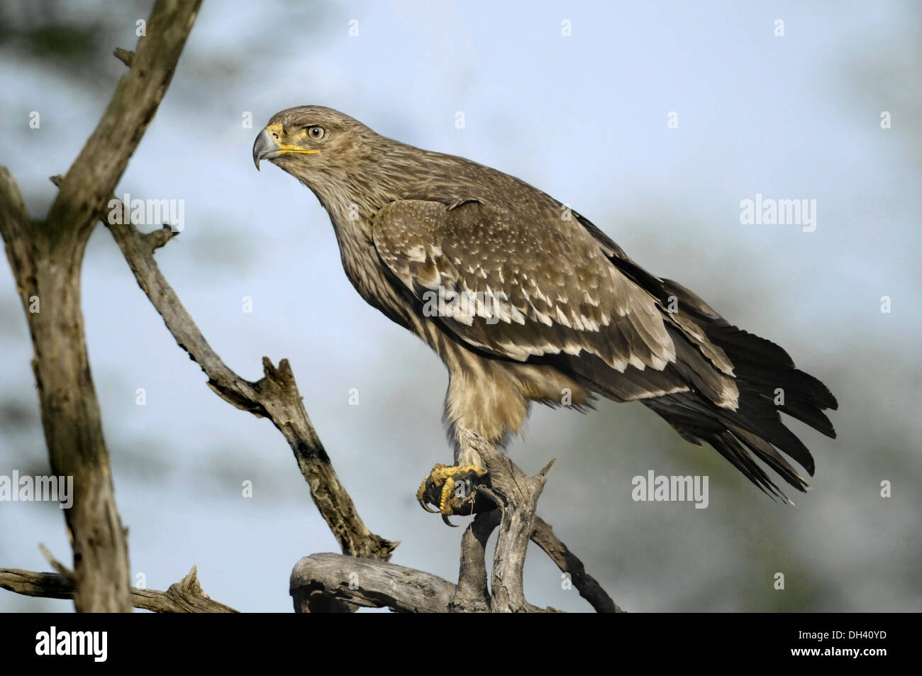 L'Est de l'aigle impérial Aquila heliaca - Banque D'Images