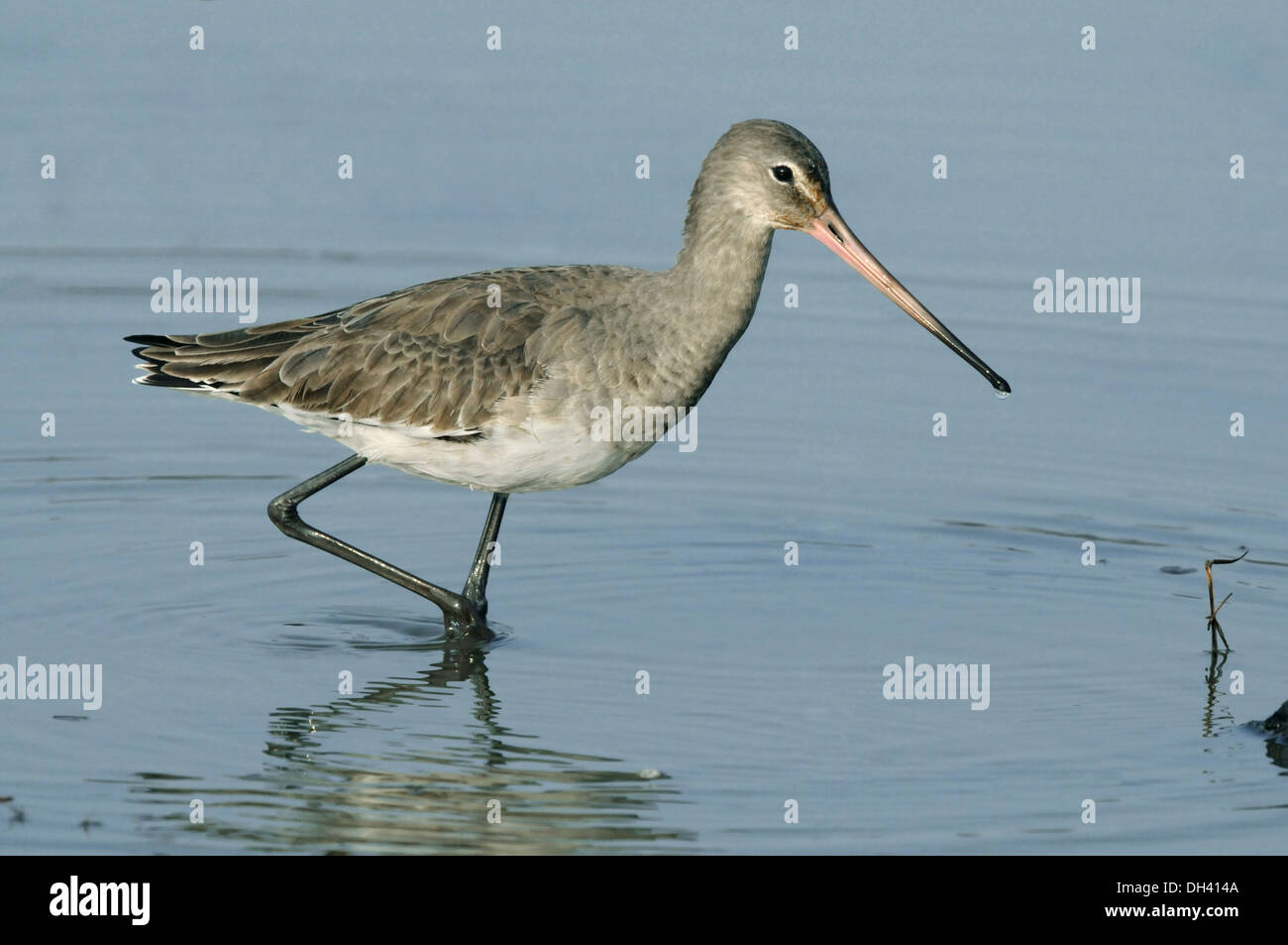Barge à queue noire Limosa limosa Banque D'Images