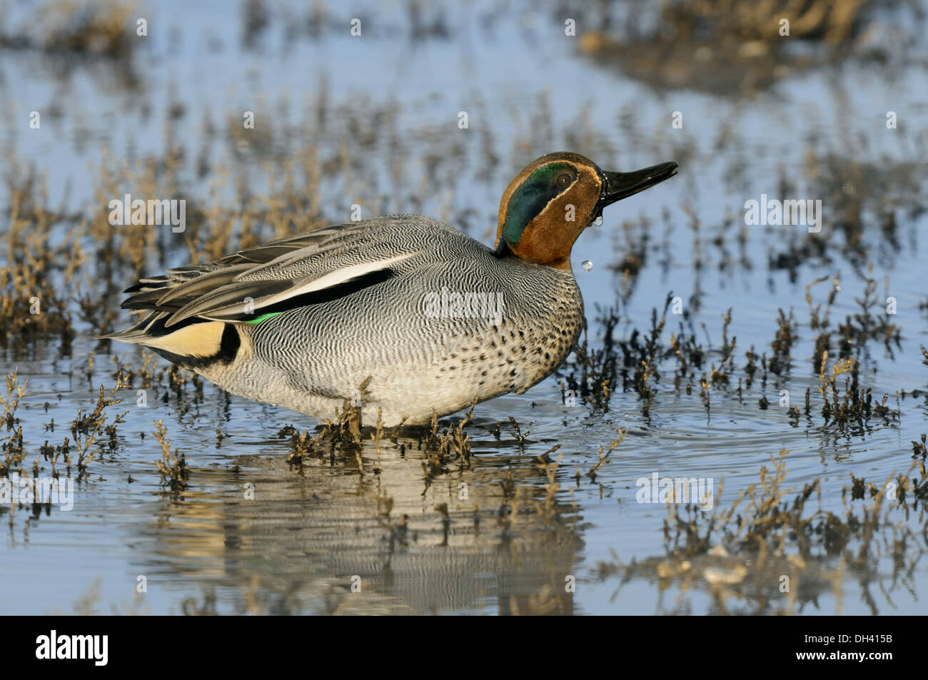 Teal Anas crecca Banque D'Images