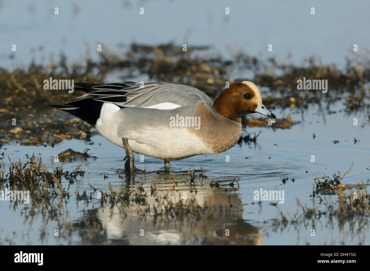 Canard siffleur Anas penelope Banque D'Images