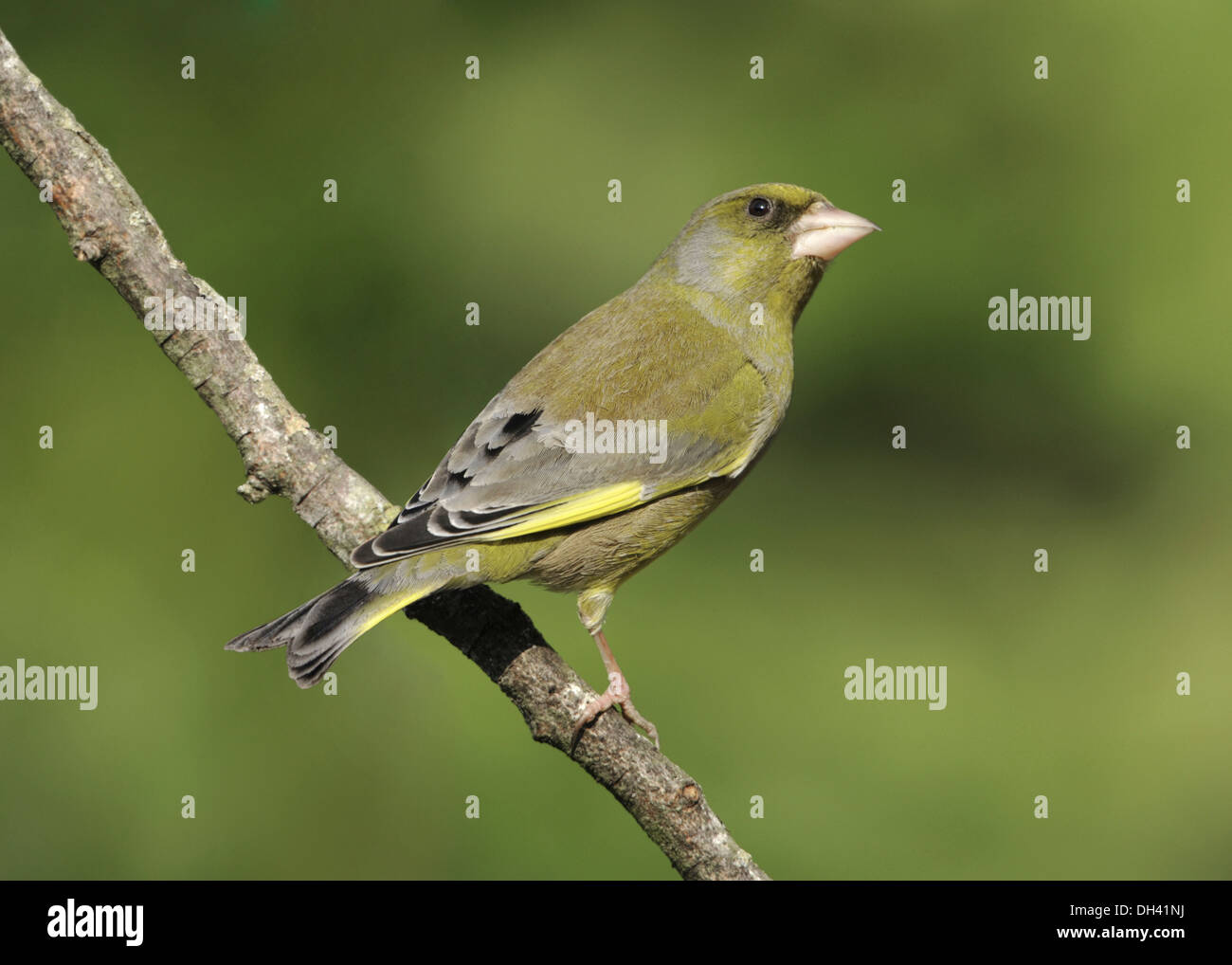 Verdier Carduelis chloris Banque D'Images