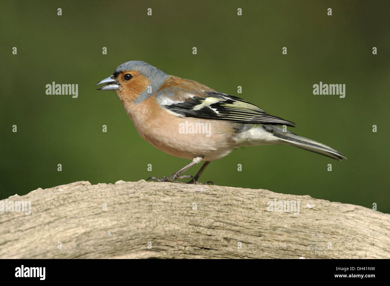 Chaffinch Fringilla coelebs Banque D'Images