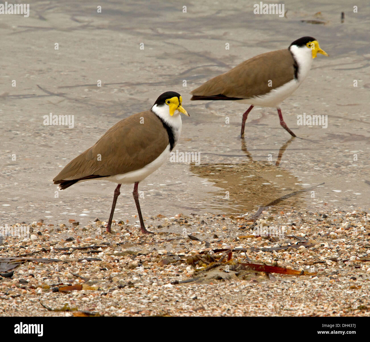 Deux vanneaux masqués / pluviers, Vanellus miles, pataugeant dans l'eau peu profonde à la plage à Streaky Bay, Australie du Sud Banque D'Images