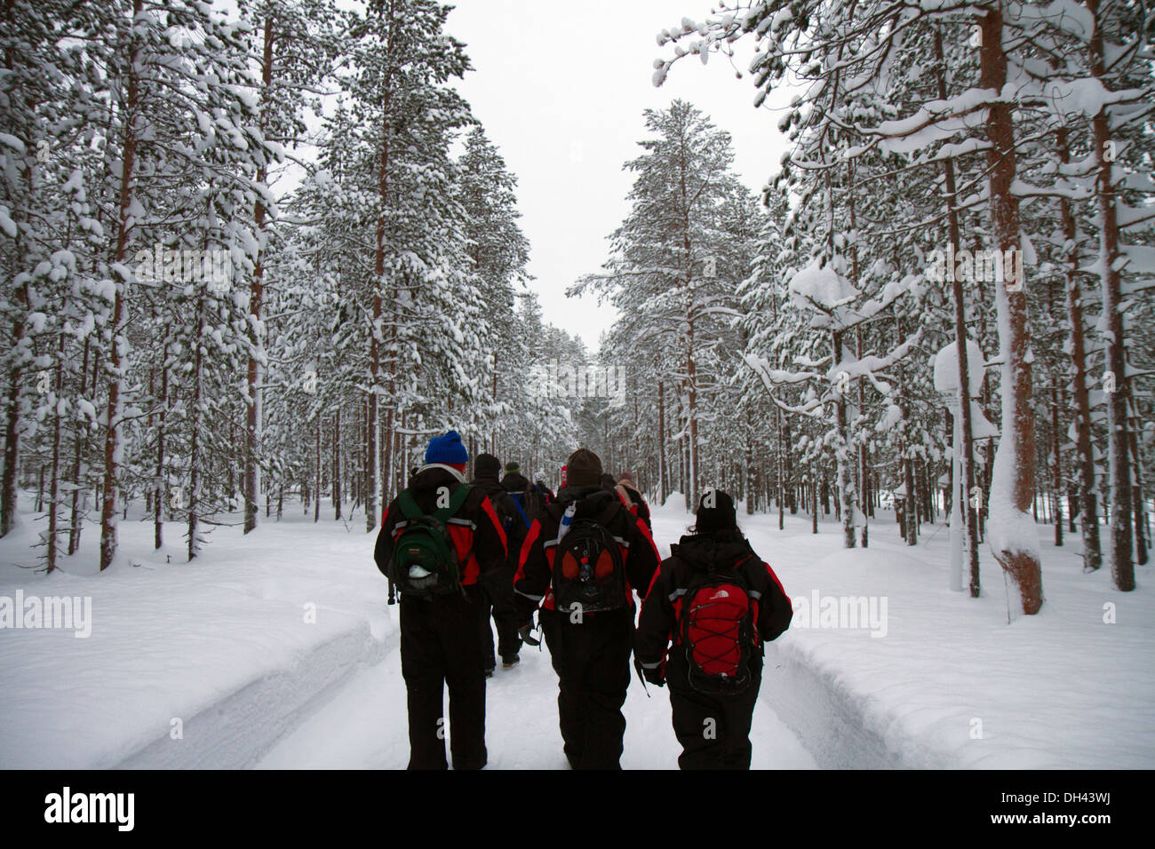 Eco tourisme - un groupe en randonnée dans la forêt couverte de neige, la Laponie Scandinavie Banque D'Images