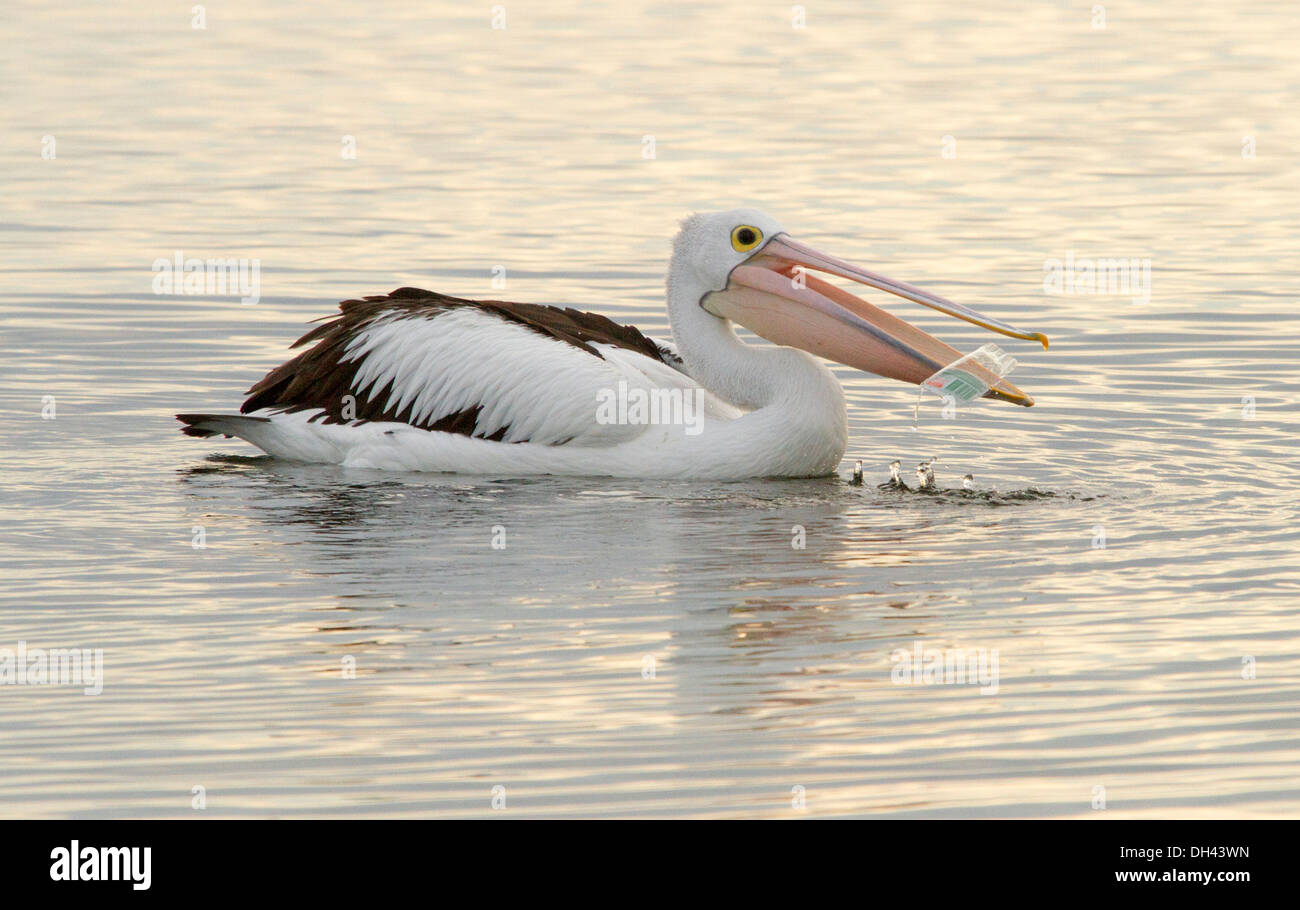 Australian pelican sur l'eau calme avec des déchets en plastique dans son projet de loi d'ouverture partielle à Baird Bay, péninsule d'Eyre SA Banque D'Images