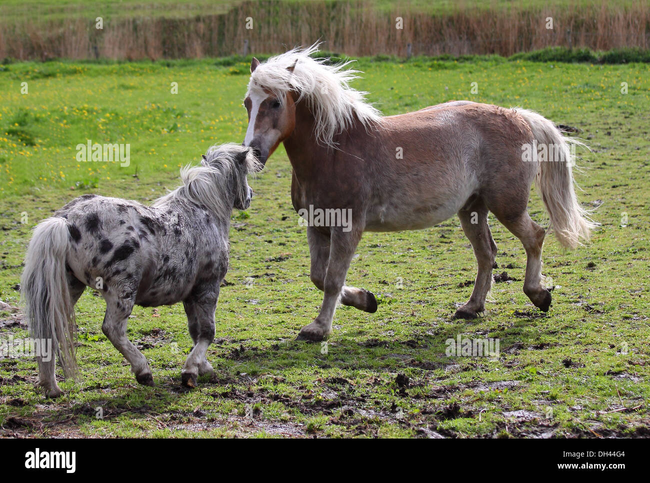 Jeu de chevaux Banque D'Images