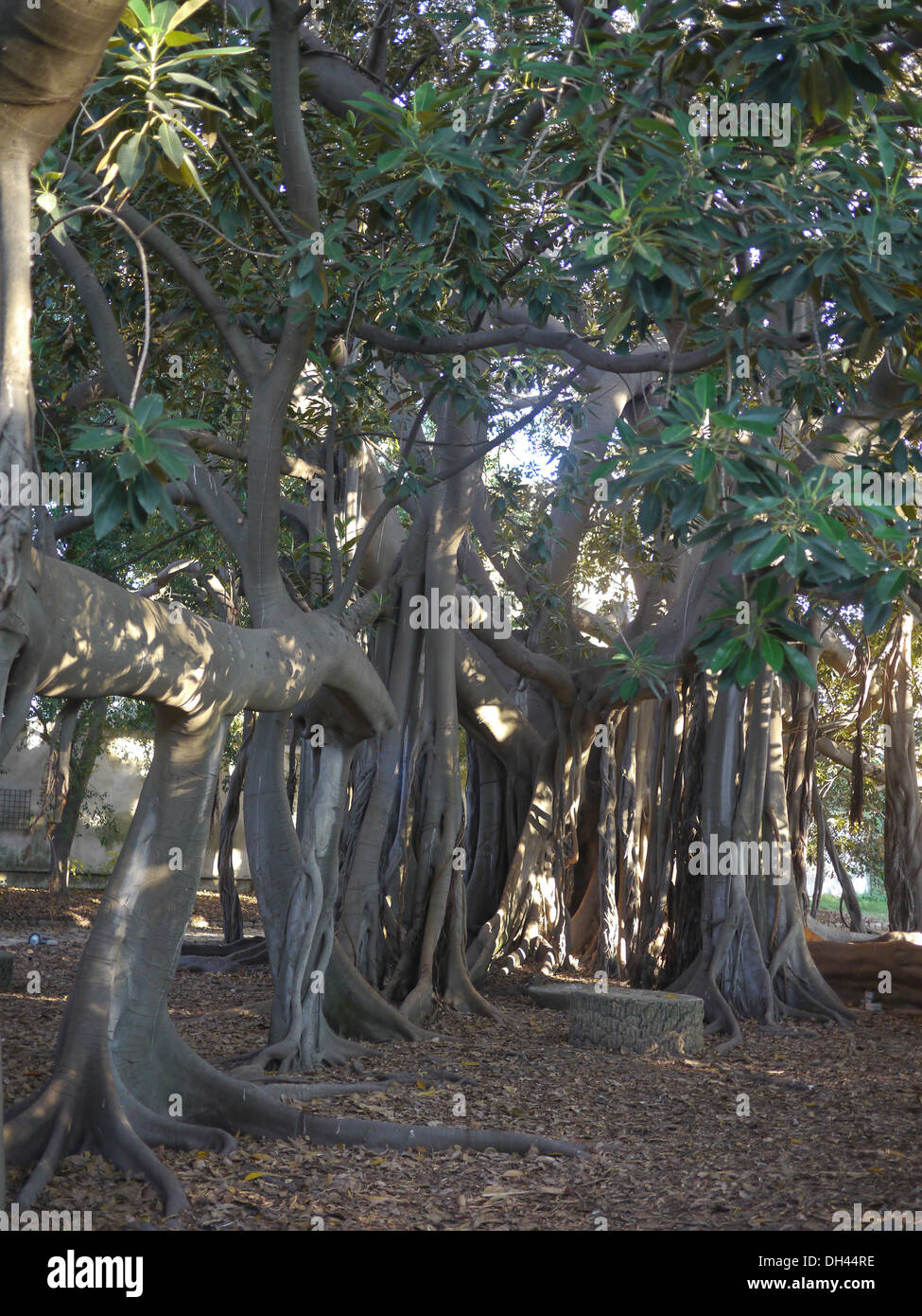 Racines de Ficus macrophylla Palerme jardin botanique (Orto botanico di Palermo), Sicile Italie Banque D'Images