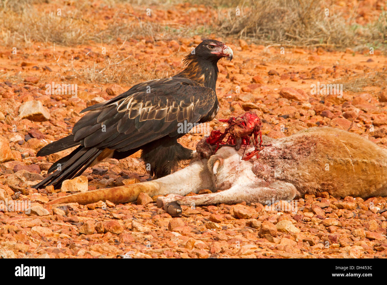 Coup spectaculaire d'aigle australien à l'état sauvage se nourrissant de carcasses de kangourous morts sanglantes dans l'outback australien Banque D'Images