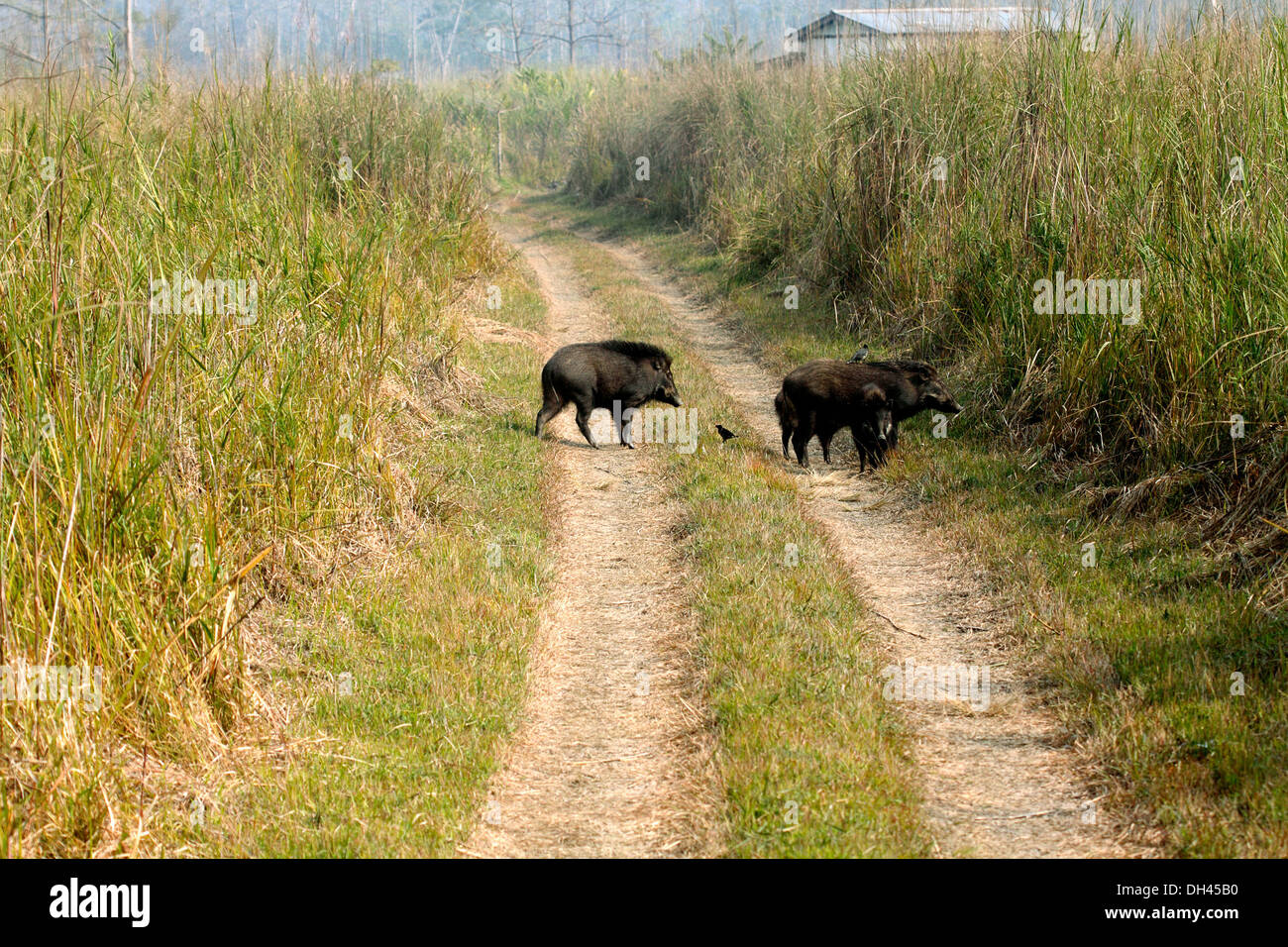 Le sanglier dans le sanctuaire de faune Orang Assam en Inde Asie Banque D'Images