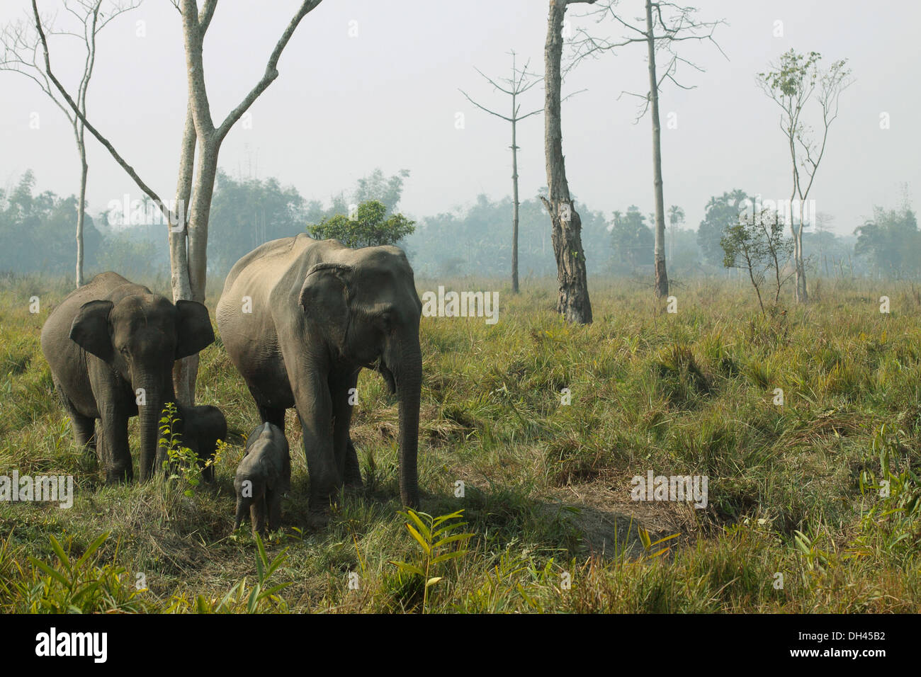 Éléphants dans le parc national d'Orang Darrang Sonitpur Assam Inde Asie Banque D'Images