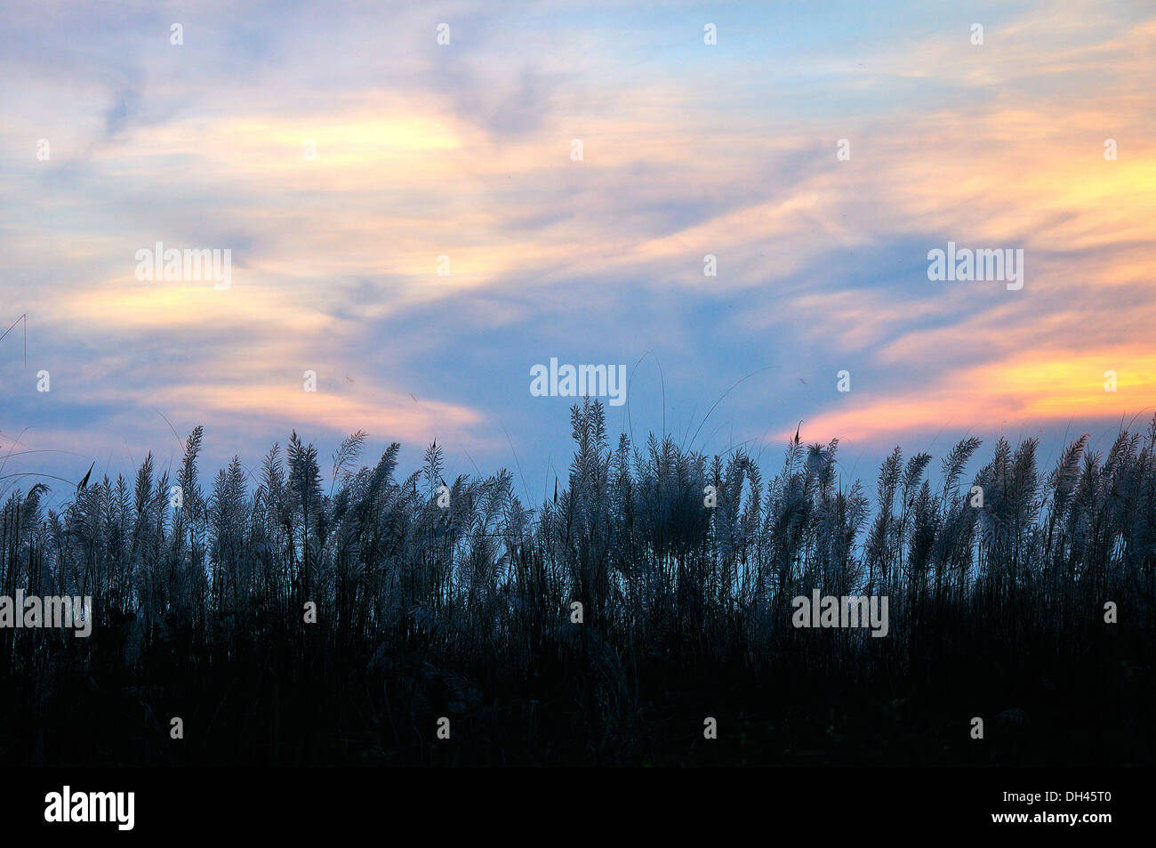 Sorgho , plantes , Jawar crop , Jowar field , jwaarie , jola , jondhalaa , jolada , inde , asie Banque D'Images