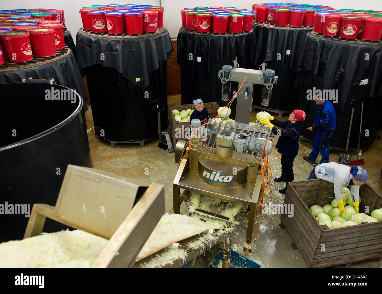 Les employés de la société Spreewaldmueller & Co. mettre le chou dans une machine dans laquelle l'élément central de la chou est retiré pour couper et transporter le chou à un grand récipient à Luebbenau, Allemagne, 30 octobre 2013. La choucroute, la production a commencé dans le Spreewald. Couper finement le chou est versé dans d'énormes récipients et le sel et le cumin extrait sont ajoutés. Après six à huit semaines, la choucroute peut être rempli. Le Chou qui a été fermenté par les bactéries lactiques différents a une longue durée de vie. La choucroute est considérée à l'échelle internationale comme l'un des plus célèbre plat national allemand Banque D'Images