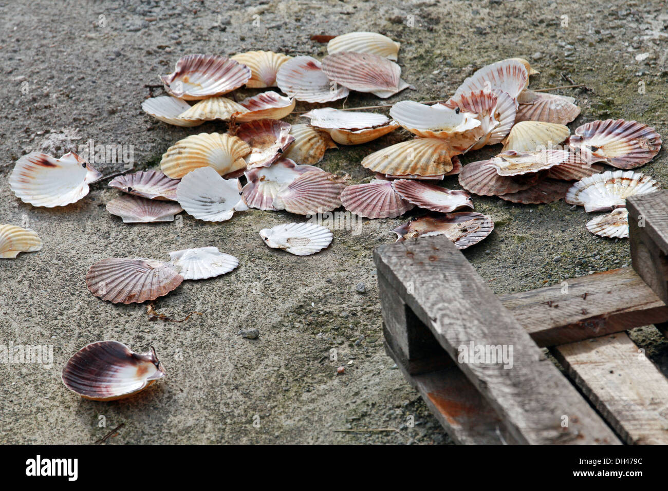 Coquilles vides grande étendu sur le pilier de béton Banque D'Images