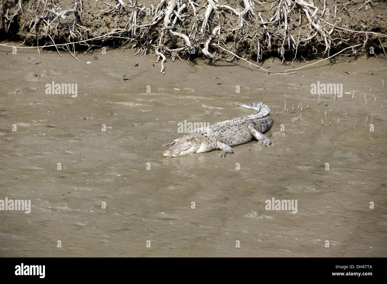 Soleil sur crocodile parc national sundarban West Bengal calcutta kolkata Inde Banque D'Images