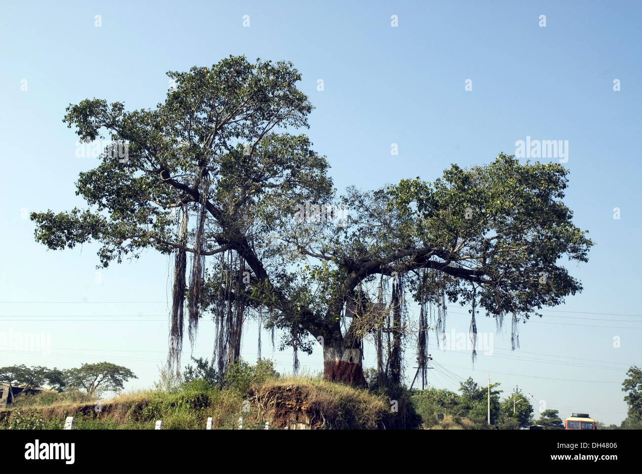 Banyan Tree , Banian Trees , Nashik , Maharashtra , Inde , Asie Banque D'Images