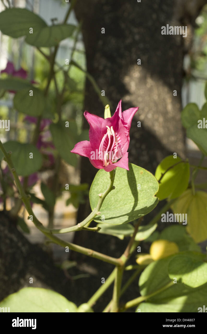 Bauhinia Variegata orchidée fleur dans l'Inde Maharashtra Mumbai composé NCPA Banque D'Images