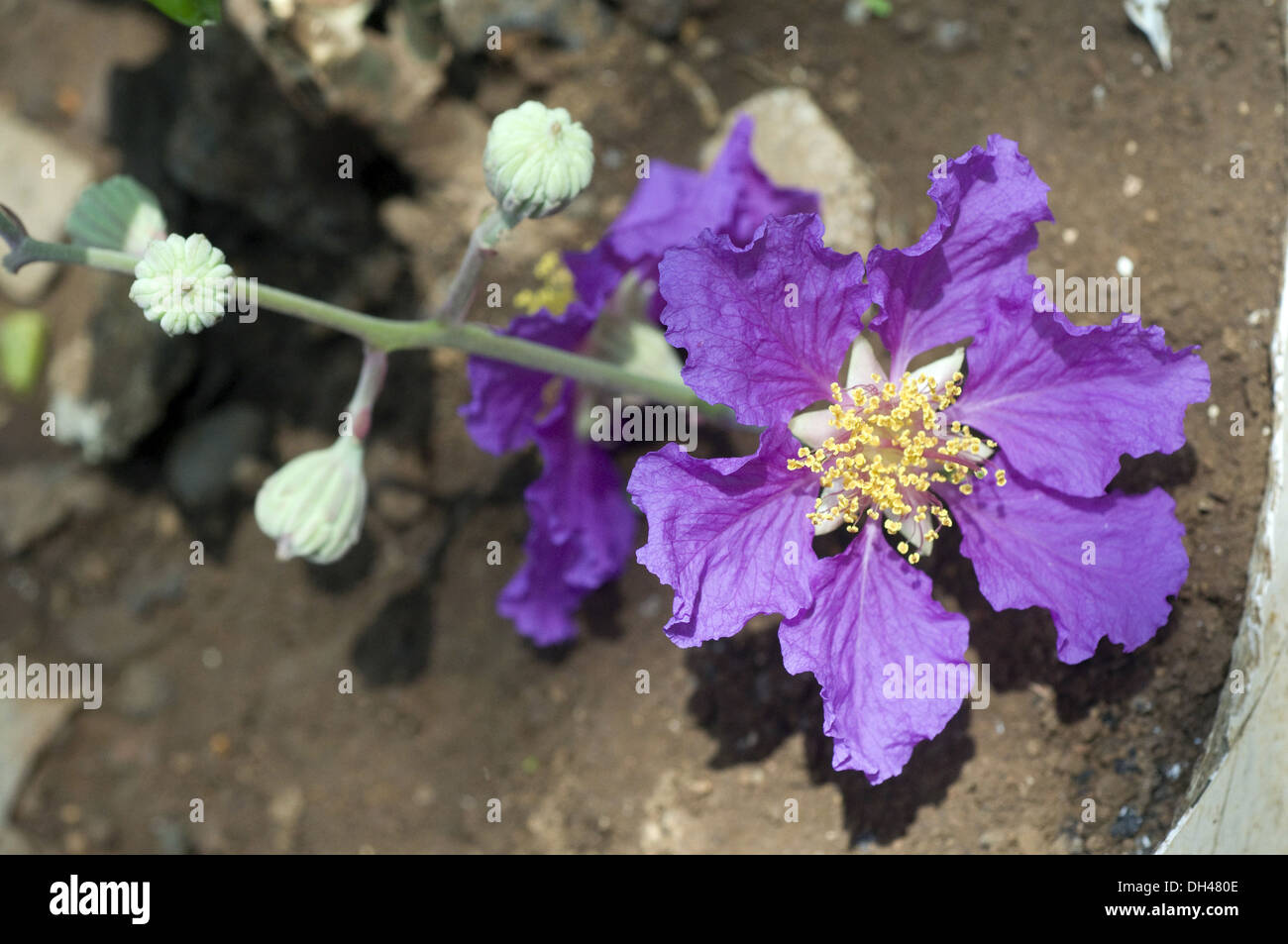 Rares exotiques pourpre violet fleur Reine Banque D'Images
