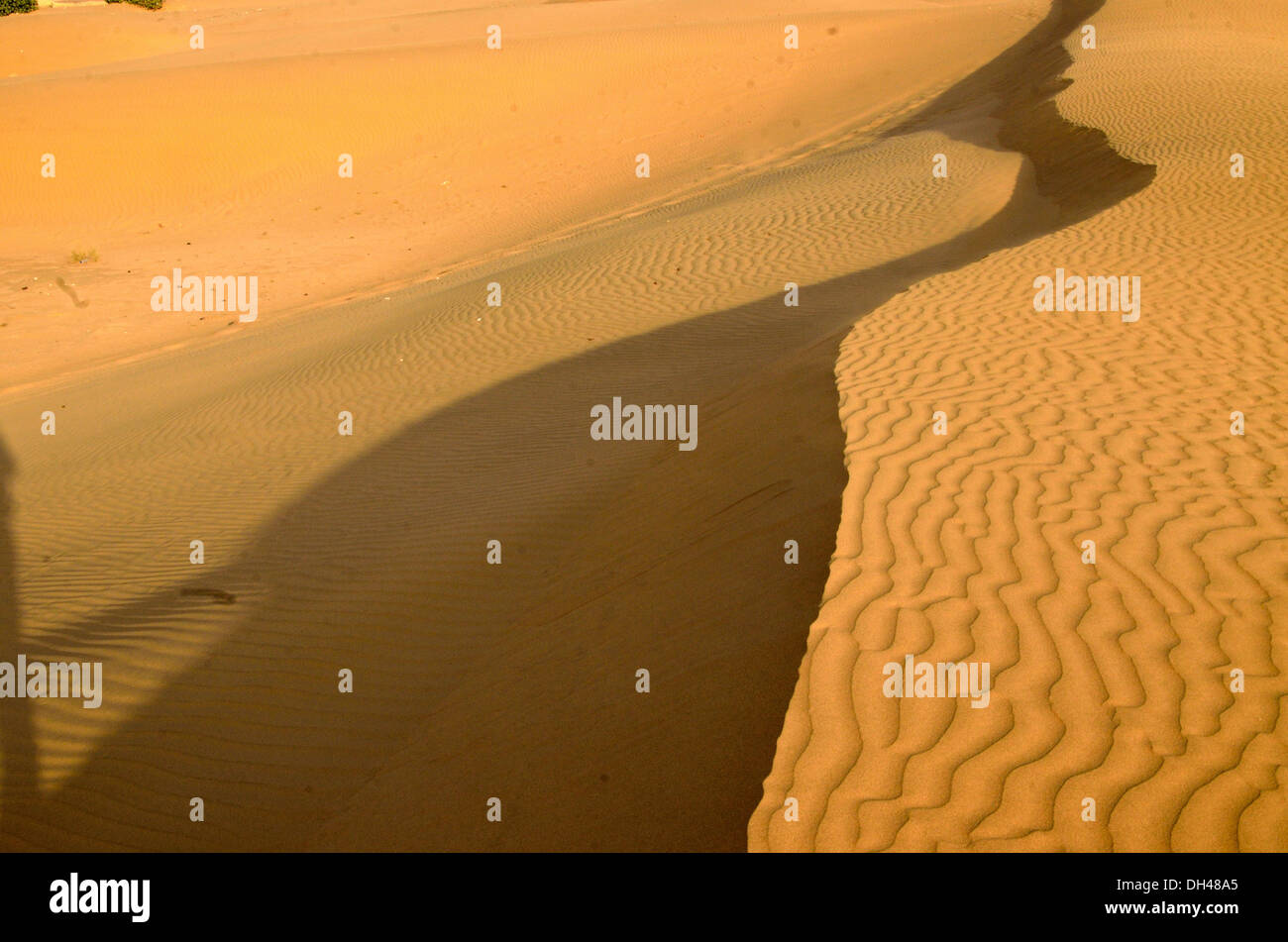 Dunes de sable du désert de courbe et l'ombre du Rajasthan Inde Asie Banque D'Images
