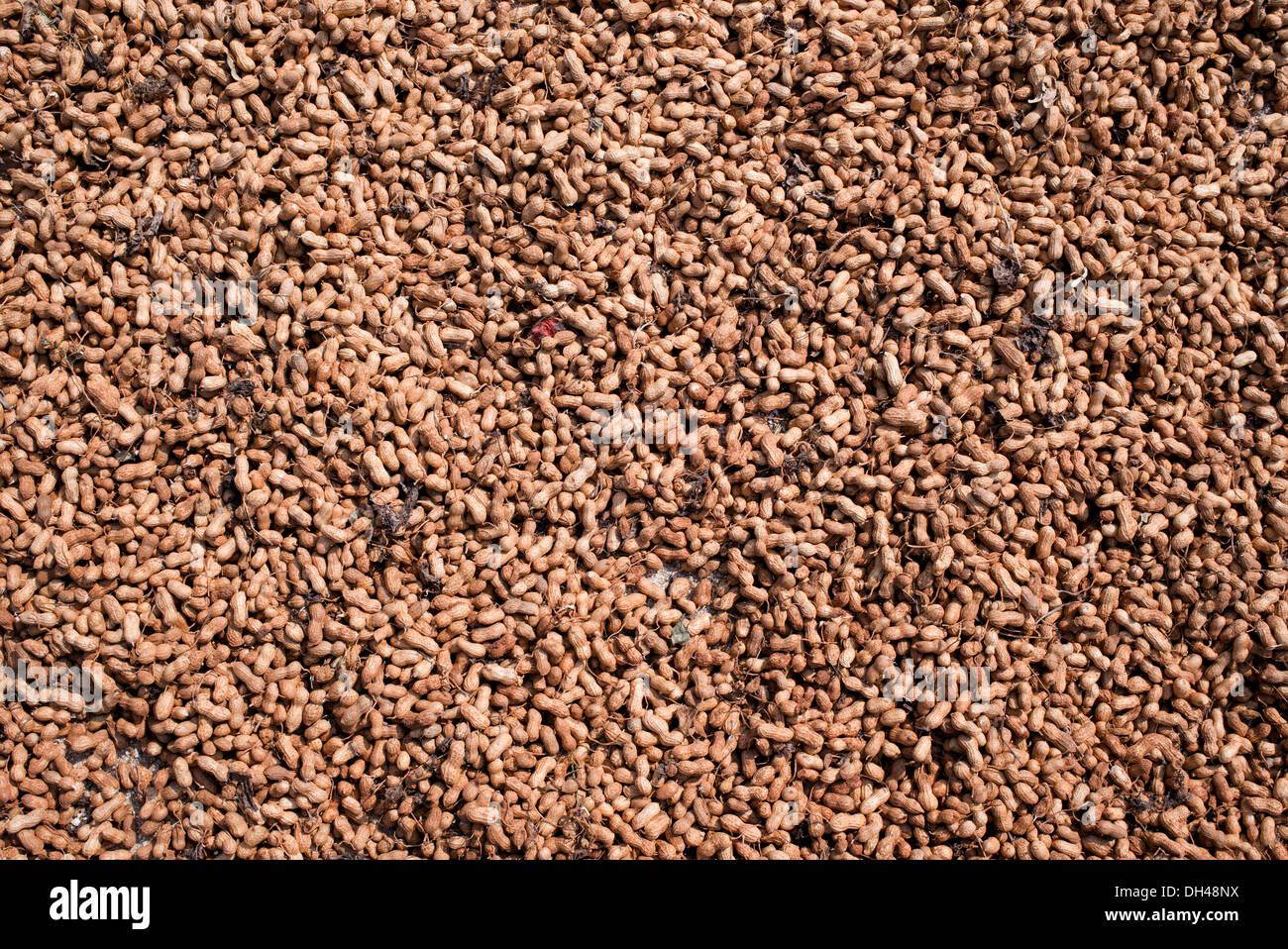 L'Arachide arachides / récoltés en Inde Banque D'Images