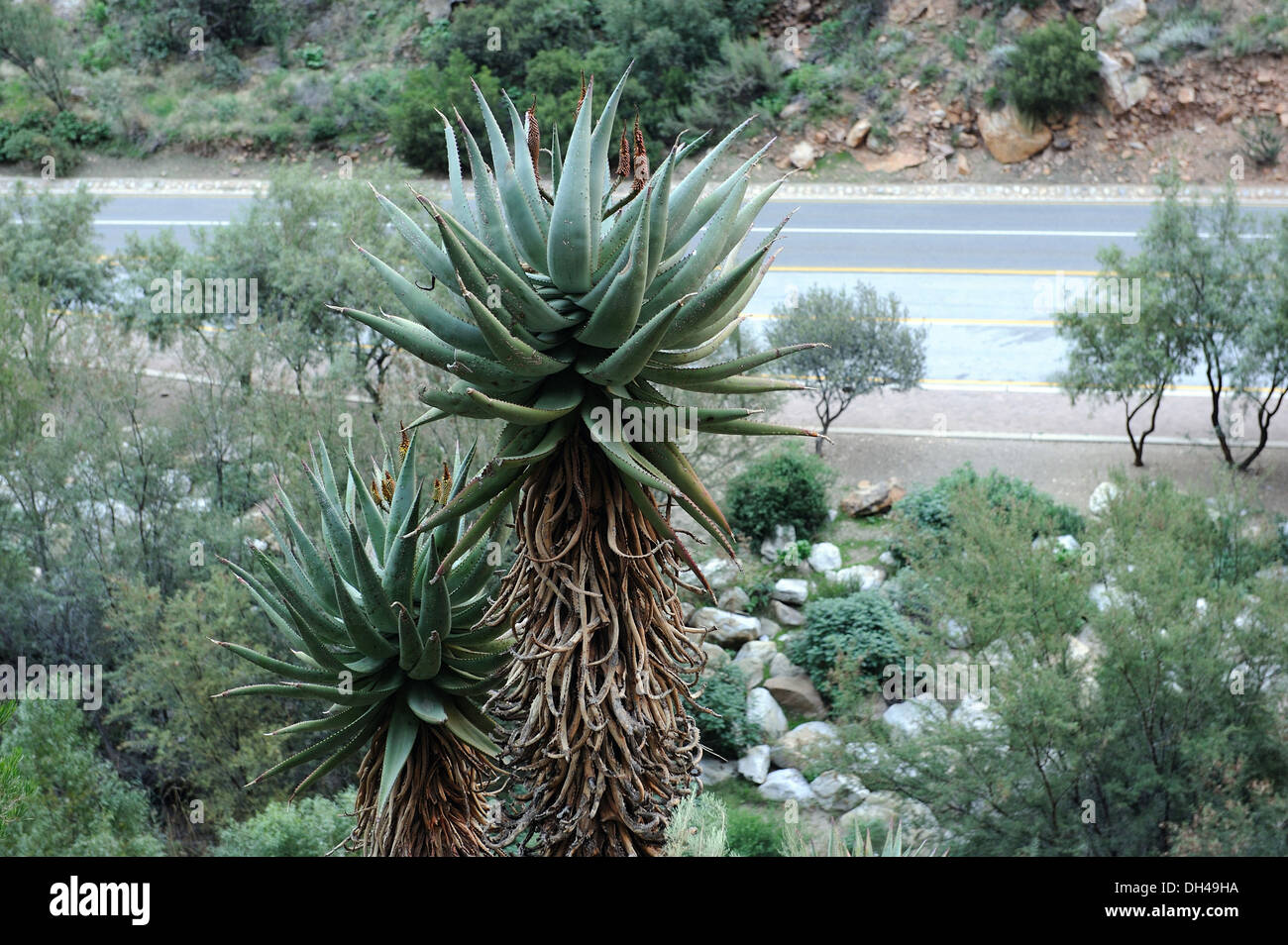 Aloe vera plant south africa Banque de photographies et d'images à haute  résolution - Alamy