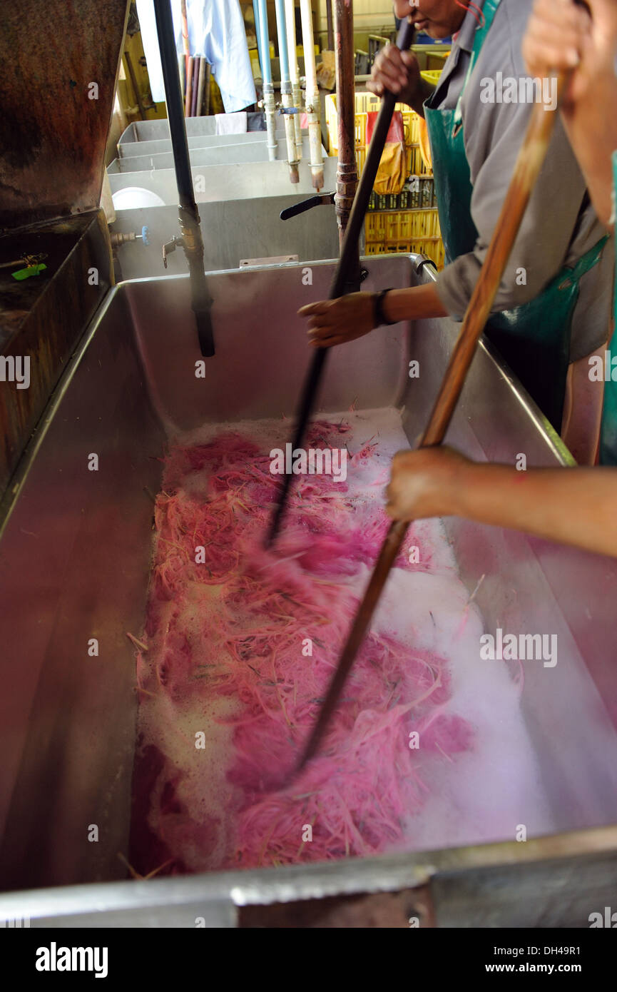 teinture de plumes d'autruche en usine , afrique du sud , sans autorisation , uniquement pour usage éditorial Banque D'Images