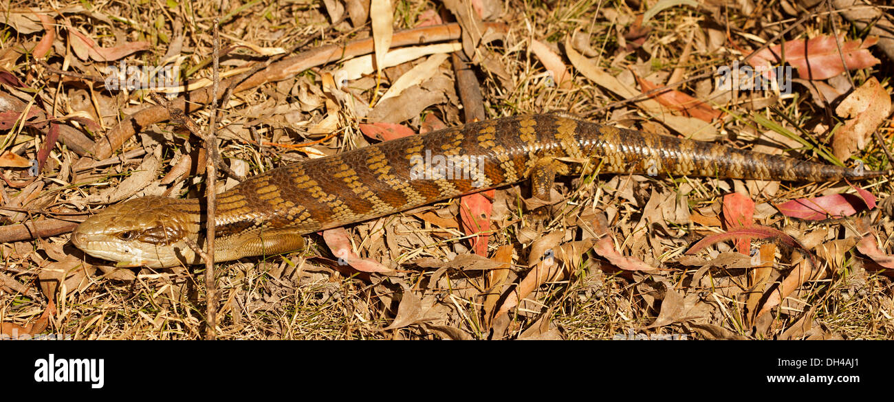 Lézard langue bleue orientale - Tiliqua scincoides - le sol de la forêt dans le parc national près de Nowendoc Barakee EN IN Banque D'Images