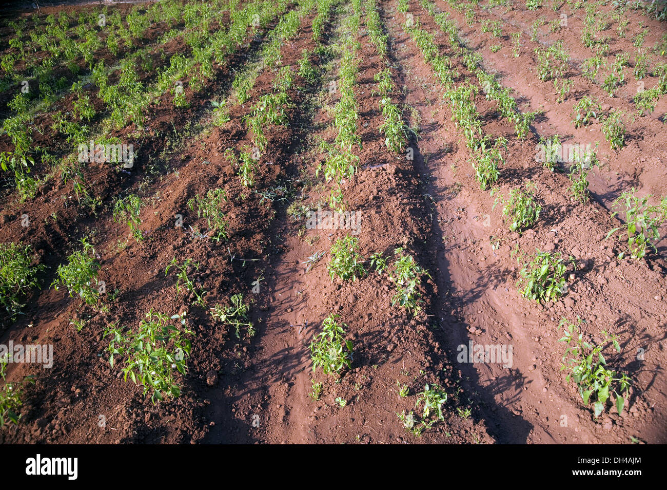 Capsicum dans village de légumes lanja ratnagiri Maharashtra Inde Asie Banque D'Images
