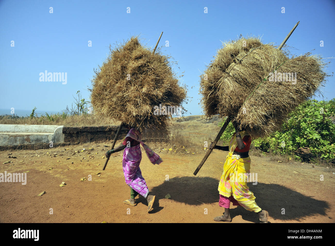 Deux Femme transportant de l'herbe sèche paquet à anjarla ratnagiri Maharashtra Inde Asie Banque D'Images