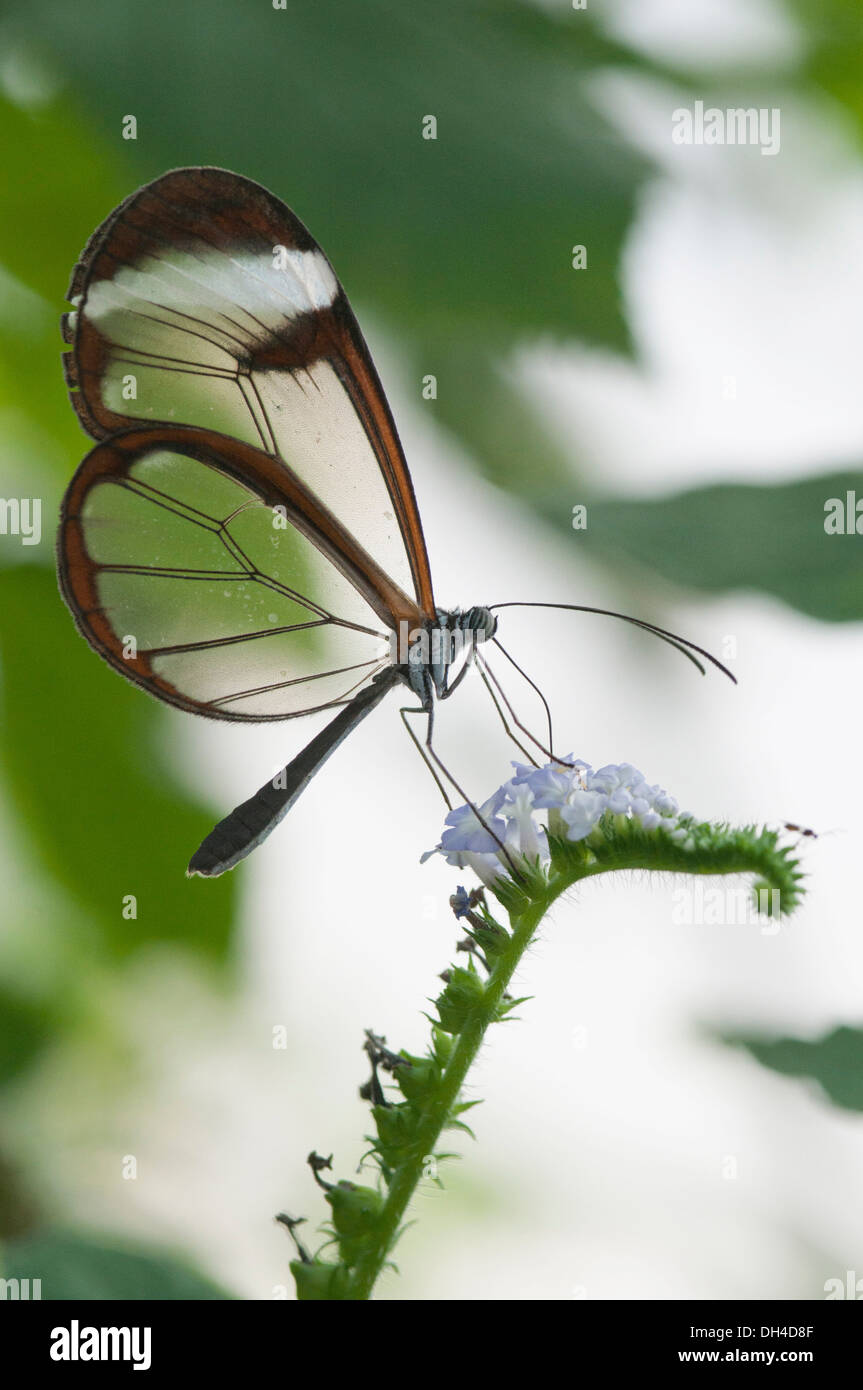 Greta Oto papillon à ailes de verre sur des plantes non identifiées. Ce  papillon est ainsi appelé parce que ses ailes et les échelles de couleur  manque Photo Stock - Alamy