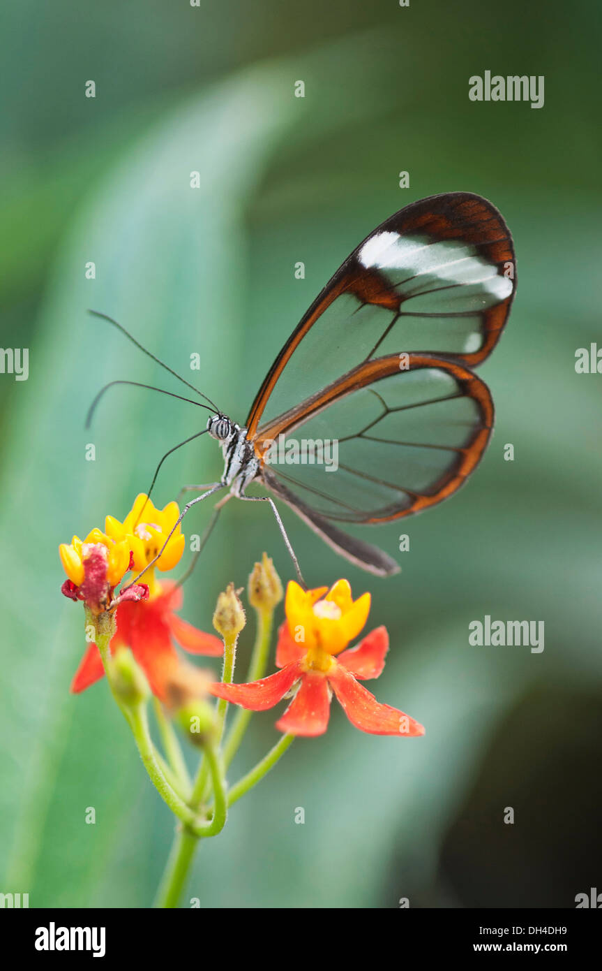 Greta Oto verre papillon ailé se nourrissant de Bloodflower Asclepias curassavica. Ce papillon est ainsi appelé parce que ses ailes Banque D'Images