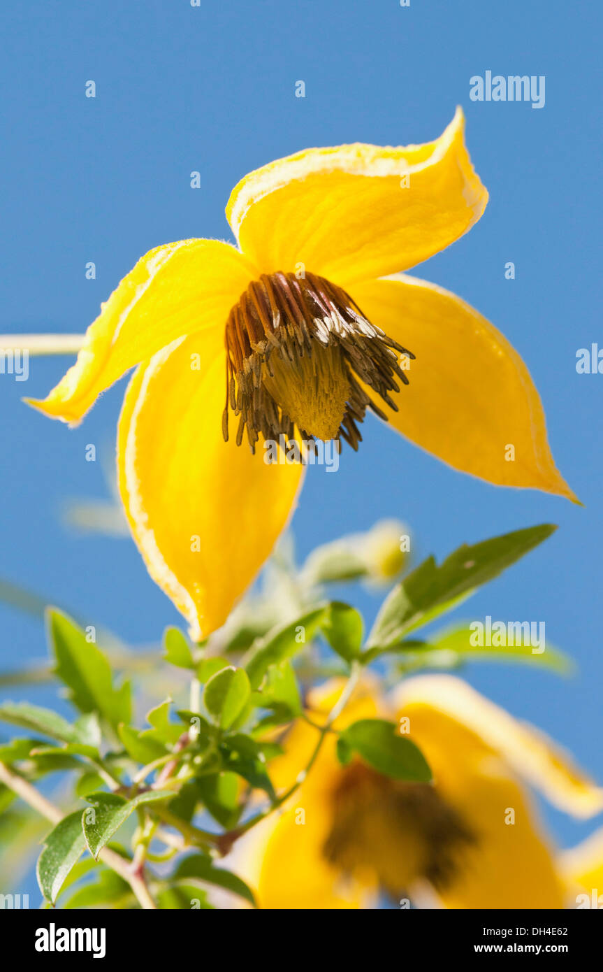 Fleurs jaunes de Clematis tangutica. Banque D'Images