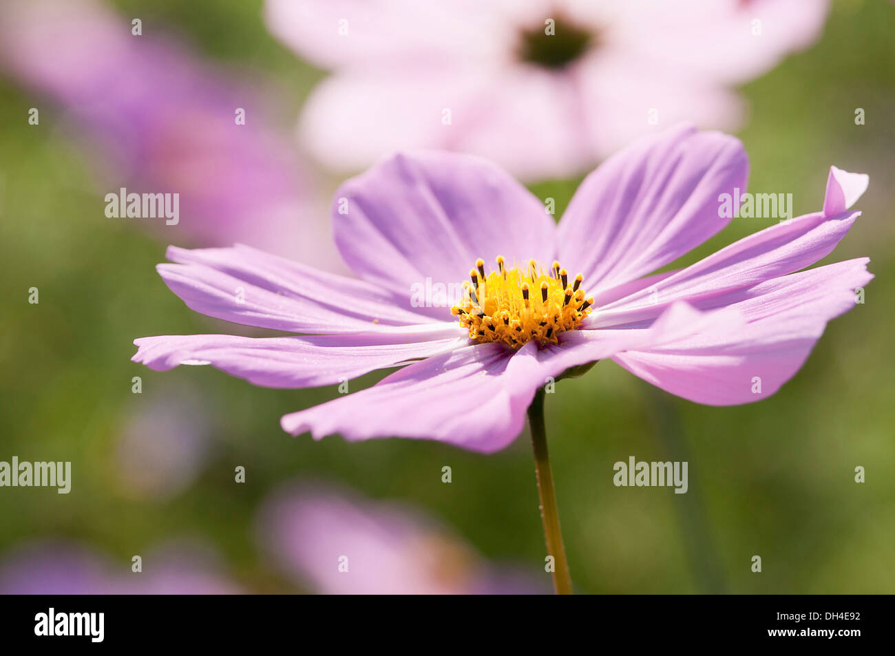 Single, fleurs en forme de soucoupe de Cosmos bipinnatus avec pétales rose pâle entourant centre jaune. Banque D'Images